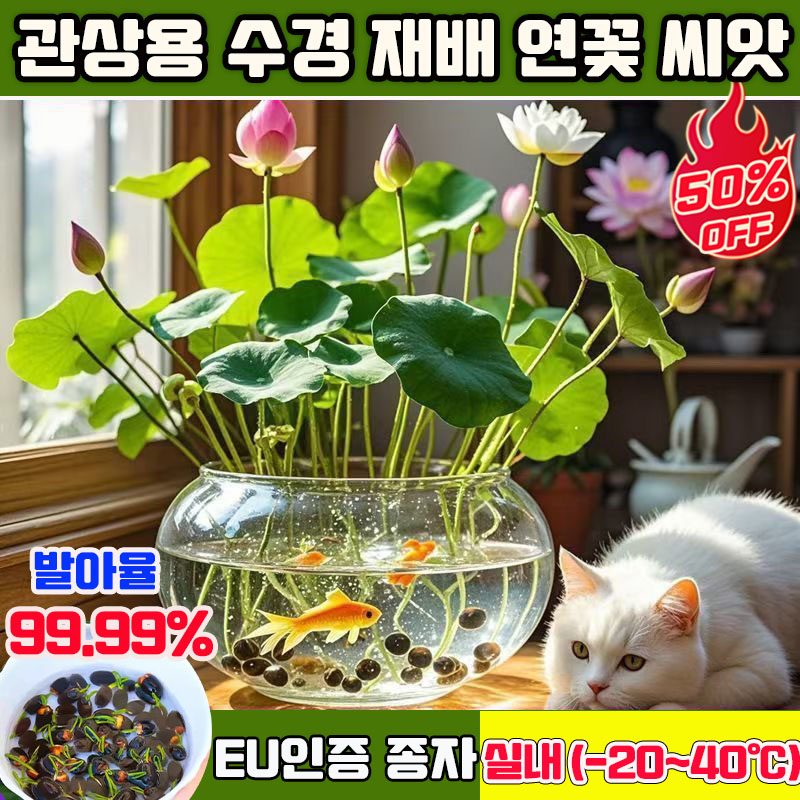50+50/100+100 연꽃 씨앗 관상용 수경 재배 연꽃 씨앗 수련 연꽃 씨앗 미니수련 연꽃 씨앗 수경재배 미니 연꽃 씨앗 사계절 꽃핀다 수경식물 실내식물